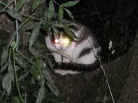 In night cats have got different
      colors of their eyes