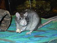 A rat holds cheese by its hands