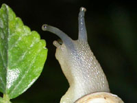 Night. A snail crawls on a green
      leaf.