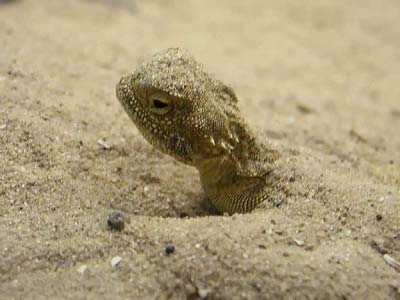 Half digged lizard
      shows only its head from the sand