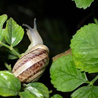 A snail on the top of a green leaf
      in the night