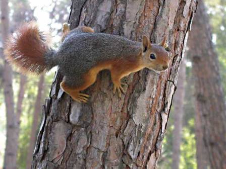 A squirrel has half climbed
      on a pine-tree and see back to me.