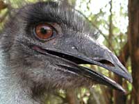 An Ostrich (side view) with a
      big eye