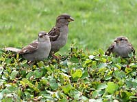 Two mature sparrows and
      a young one