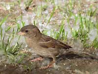 A sparrow among poplar fluff
