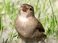 A sparrow in poplar fluff