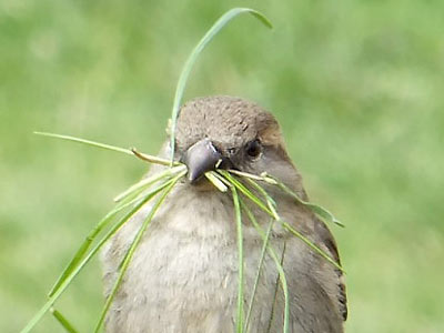 A sparrow holds
      many blades of grass.