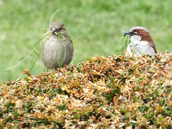 Male and female sparrows
      hold many blades of grass, that wil be used for their nest. 
