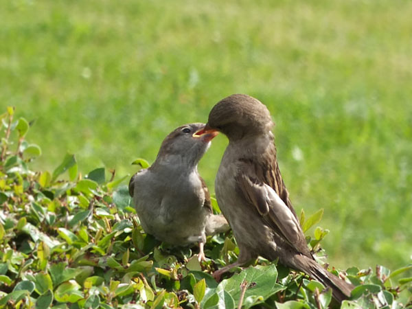 a mature sparrow ans a young
      one