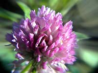A lilac clover flower