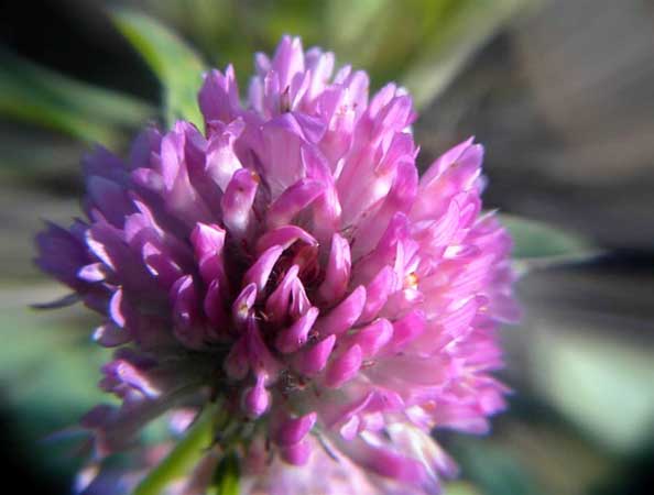 Macro of a lilac clover flower