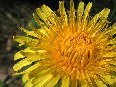 the flower of yellow dandelion has curles