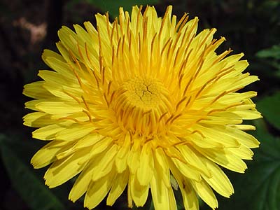 the flower of yellow dandelion has straight stamens