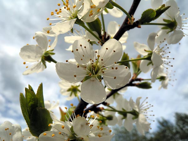 Big white flowers of a plum
      tree on the background of cloudy sky