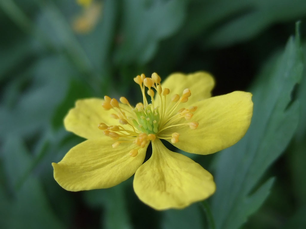 Small yellow fatty-looking flower
      on green background. Five petals.