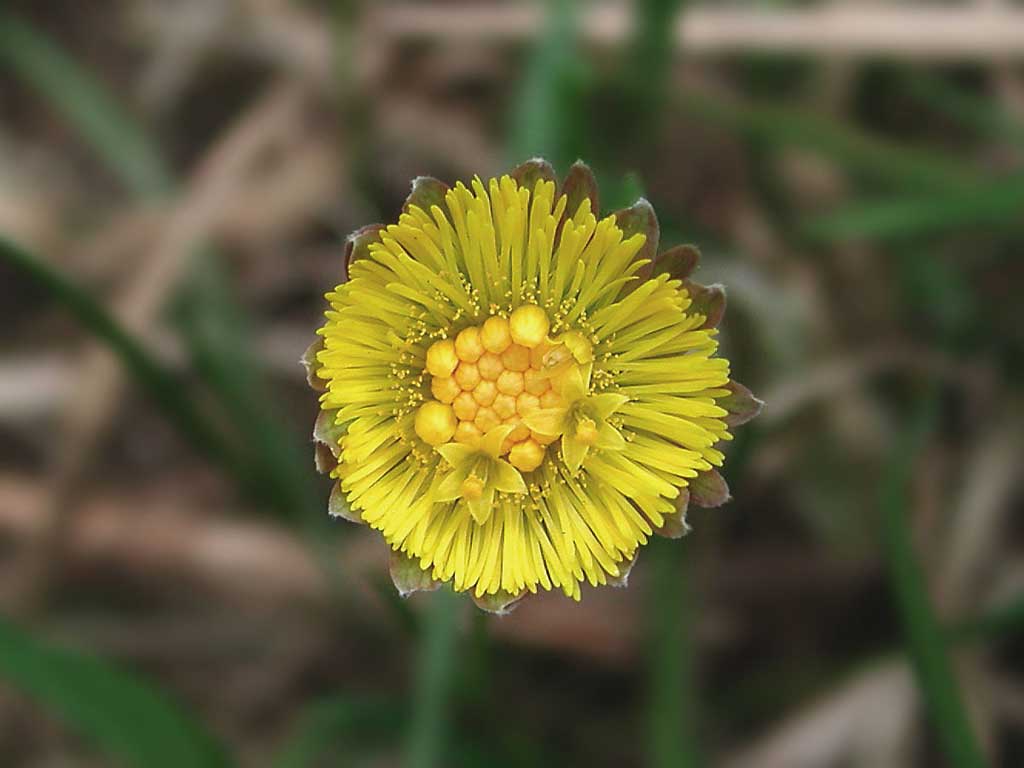 Macro photo of a yellow foalfoot
      blossom of flowers.