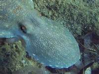an octopus swims rapidly