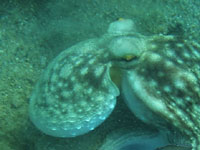 Little octopus hides
      near the bottom