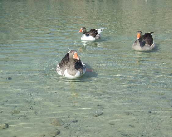 Three white geese swim
      to me