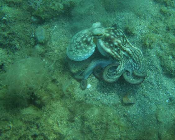 Small octopus holds near
      shallow sea bottom.
