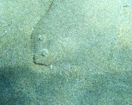 Plaice fish hides in sand