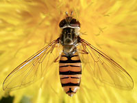Black-yellow bee-like
      fly on a yellow sun-like dandelion