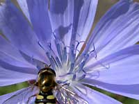 The syrphida looks like a bee