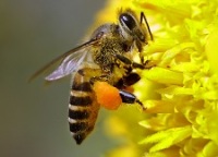 Пчела на жёлтом
      цветке