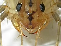 Portrait of a house centipede