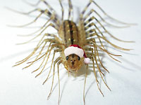 A centipede in Santa's
      hat