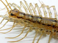 Home Centipede, side
      view 