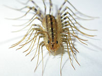 House Centipede (Scutigera
      coleoptrata) watches you