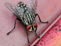 A black fly stands on a red
      background.