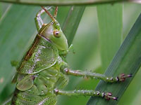 Green grasshopper on green
      grass