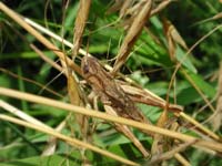 This grasshopper looks
      like dry grass. So it hides on the background of dry grass.