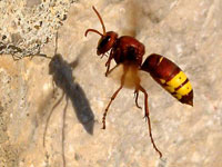 Brown mediterranean hornet
      with two bright yellow strips