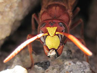 A portrait of brown hornet. Dark
      eyes, yellow forehead, three additional eyes on the head.
