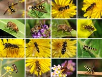 different species of hoverflies from wikipedia