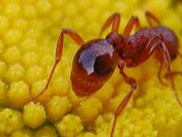 Young glossy ant on
      a yellow flower