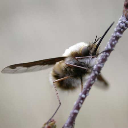 On the photo the insect
      looks like a bee with a long thin nose.