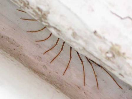 A humble house centipede
      hides under plinth. You see only a lot of its legs.