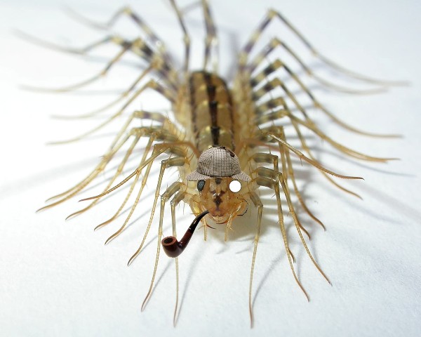 Centipede with a pipe and
      an investigator's cap on