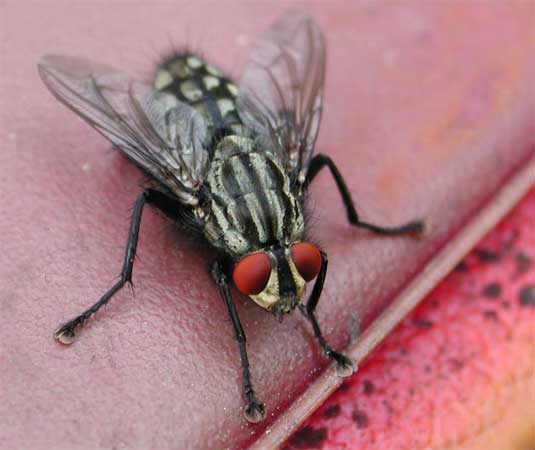 A fly with red eyes on a reddish
      background. The fly's body colouring is like a chess white-black
      squares. The fly's legs are hairy and have hoofs.