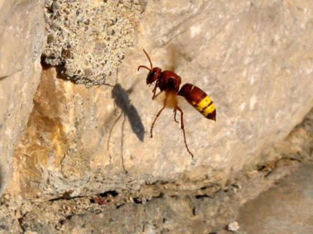 A big brown hornet with
      two yellow strips on its abdomen in flight.