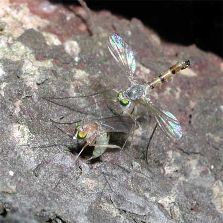 Two little flies in a dance
      pose - perhaps before or after coupling