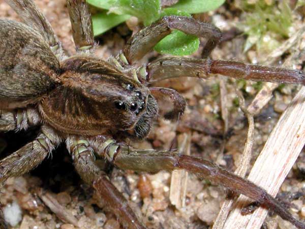 The brown hunter spider has
      eight eyes