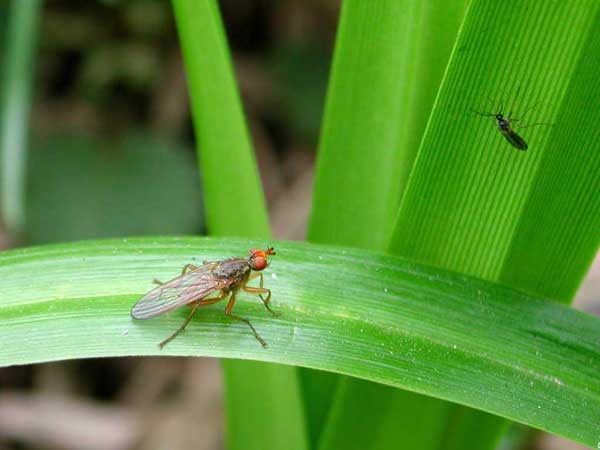 Two flies of different kinds
      sit on green grass