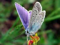 Bluebutterfly with lilac wings on
      green background