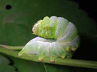 Green caterpillar goes
      along a branchlet