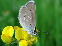 A blue-butterfly sits on a
      bright yellow wood flower on the background of green grass